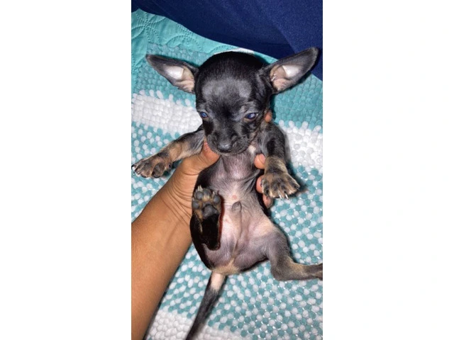 4 Chihuahua puppies for sale - 10/13