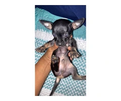 4 Chihuahua puppies for sale - 10