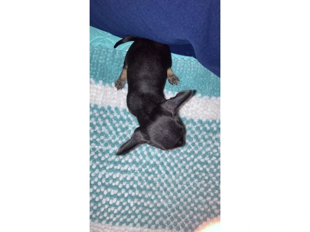 4 Chihuahua puppies for sale - 11/13