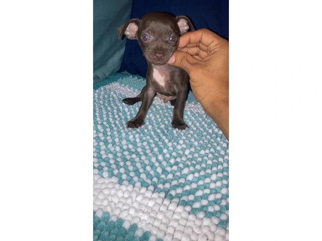 4 Chihuahua puppies for sale - 12/13