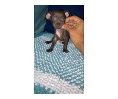 4 Chihuahua puppies for sale - 12