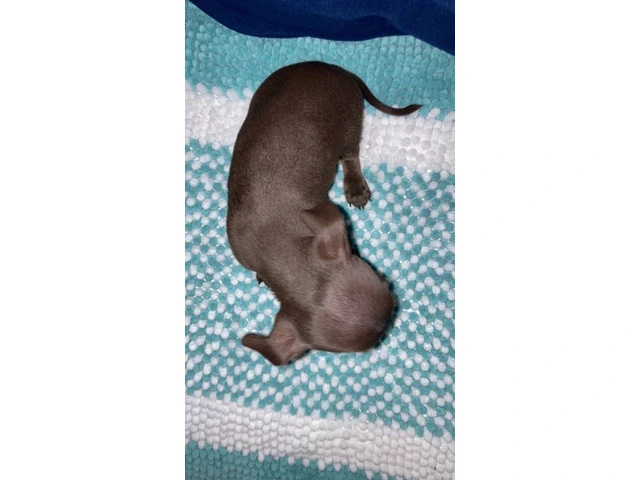 4 Chihuahua puppies for sale - 13/13