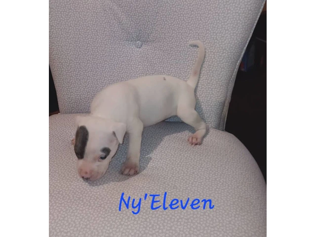 6 American Pitbull puppies for sale - 1/6