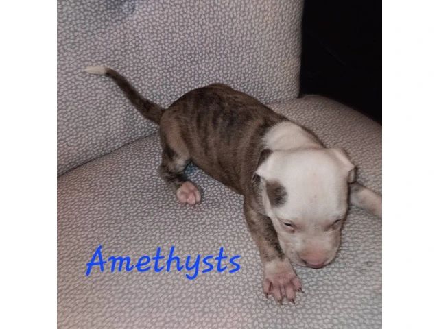 6 American Pitbull puppies for sale - 2/6