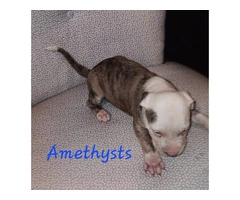 6 American Pitbull puppies for sale - 2