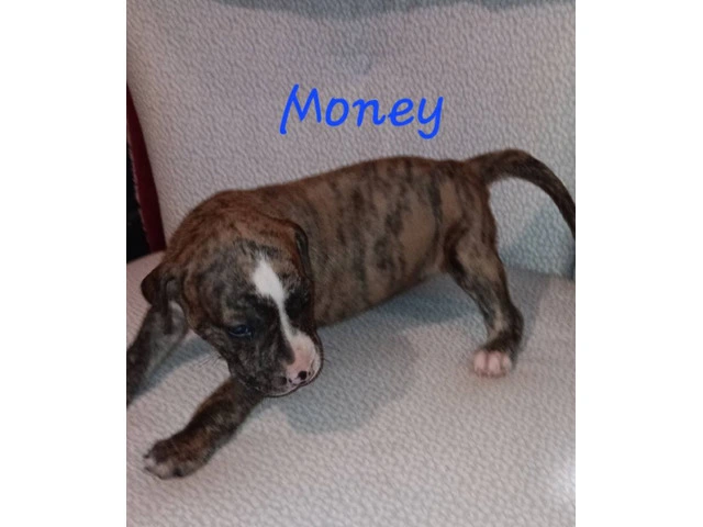 6 American Pitbull puppies for sale - 3/6