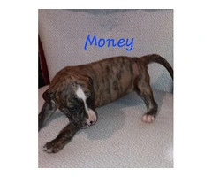 6 American Pitbull puppies for sale - 3