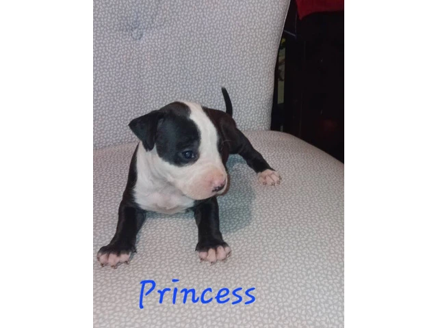 6 American Pitbull puppies for sale - 4/6