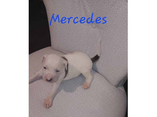 6 American Pitbull puppies for sale - 6/6