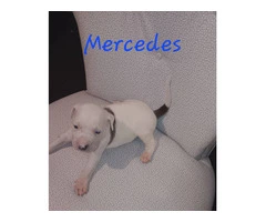 6 American Pitbull puppies for sale - 6