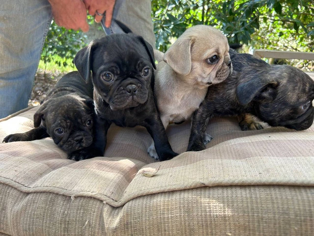 4 Frug puppies available - 1/8