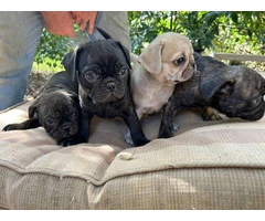 4 Frug puppies available