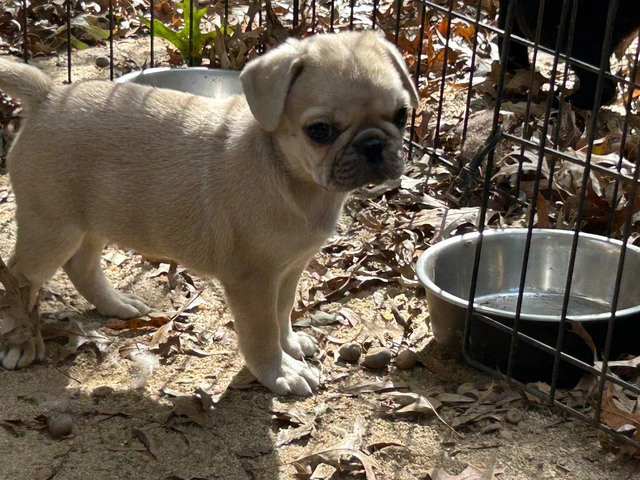 4 Frug puppies available - 2/8