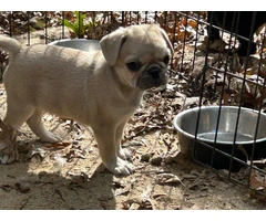 4 Frug puppies available - 2