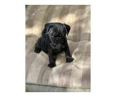 4 Frug puppies available - 3