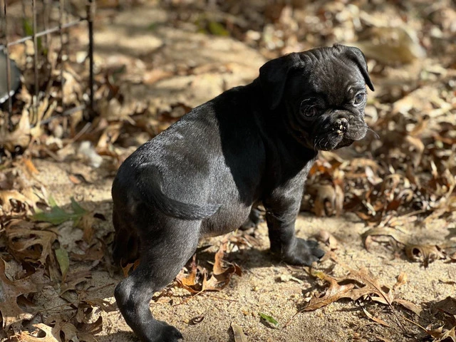 4 Frug puppies available - 4/8