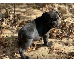 4 Frug puppies available - 4