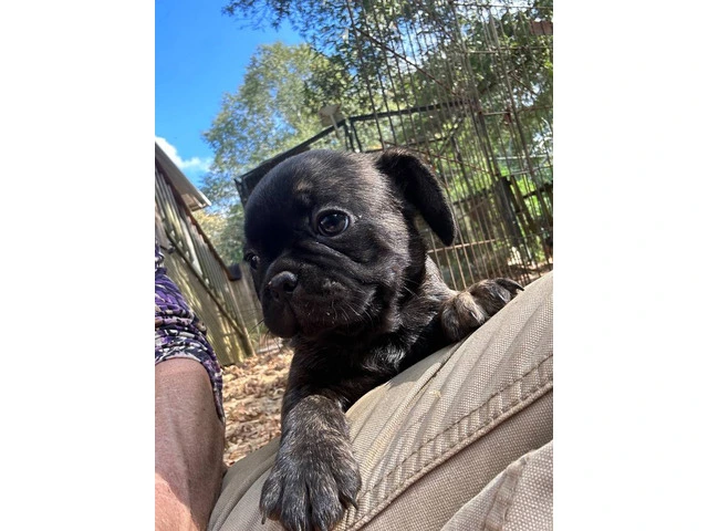 4 Frug puppies available - 6/8