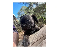 4 Frug puppies available - 6