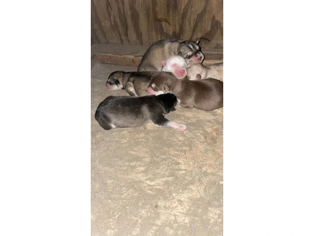 Farm raised Husky puppy's - 6/10