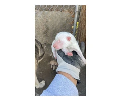 Farm raised Husky puppy's - 7