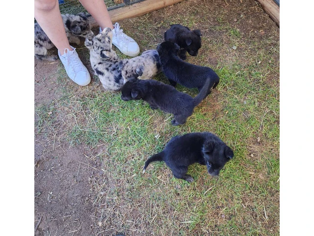 Beautiful Border Aussie puppies for adoption - 1/4