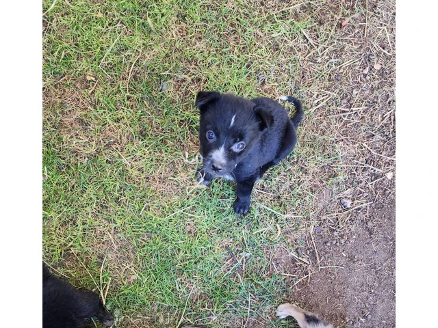 Beautiful Border Aussie puppies for adoption - 2/4