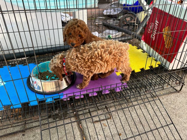 2 Purebred Toy Poodle pups for sale - 1/6