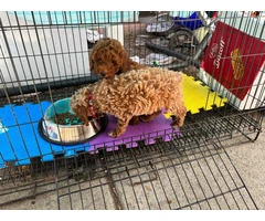 2 Purebred Toy Poodle pups for sale