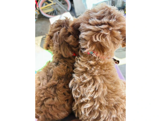 2 Purebred Toy Poodle pups for sale - 2/6