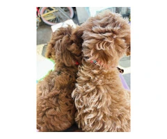 2 Purebred Toy Poodle pups for sale - 2