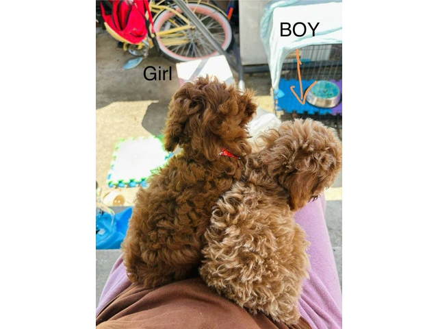 2 Purebred Toy Poodle pups for sale - 3/6