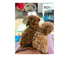 2 Purebred Toy Poodle pups for sale - 3