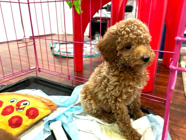 2 Purebred Toy Poodle pups for sale - 4/6