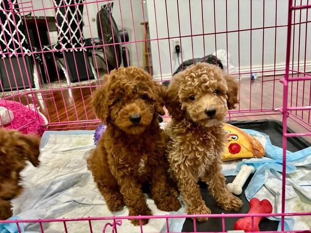 2 Purebred Toy Poodle pups for sale - 5/6