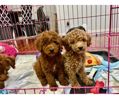 2 Purebred Toy Poodle pups for sale - 5