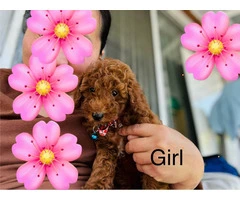 2 Purebred Toy Poodle pups for sale - 6