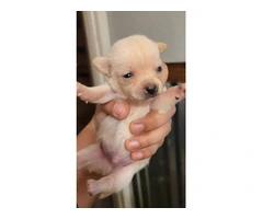 Cute Chihuahua puppies fullblooded - 4