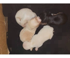 Cute Chihuahua puppies fullblooded - 5