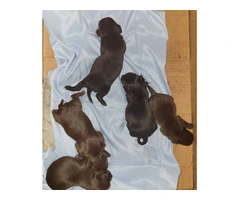 Cute Chihuahua puppies fullblooded - 6
