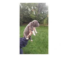 Standard American Bully Puppies for Sale