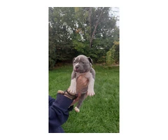 Standard American Bully Puppies for Sale - 2