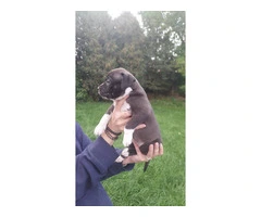 Standard American Bully Puppies for Sale - 4