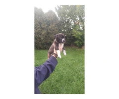 Standard American Bully Puppies for Sale - 5
