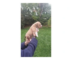 Standard American Bully Puppies for Sale - 6