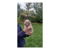 Standard American Bully Puppies for Sale - 7