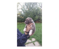 Standard American Bully Puppies for Sale - 8