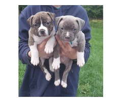 Standard American Bully Puppies for Sale - 10