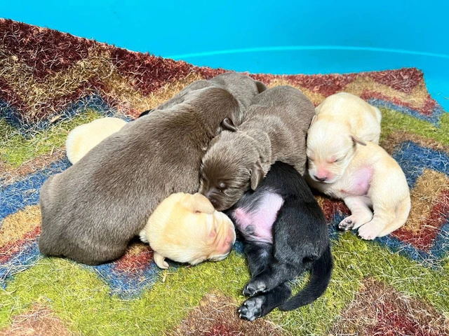 Purebred Yellow, Black, And Chocolate Lab puppies - 1/4