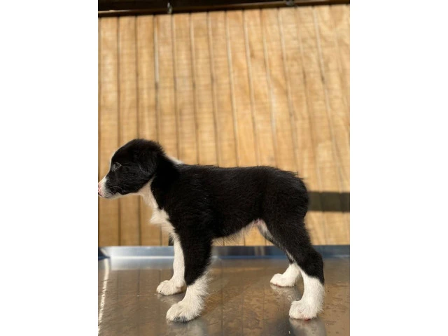 4 Aussie puppies ready for pickup - 1/11
